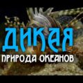 Дикая природа океанов 2 часть   Wildlife of the oceans 2 part