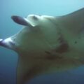 #Mantaray #funnyanimals #дайвинг #scubadiving Дайвинг с Manta Rays