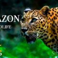 Animals Of Amazon Rainforest in 4K ULTRA HD - Scenic Wildlife Film With Relaxing Music