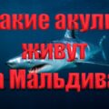 Какие акулы живут на Мальдивах. #акулы #мальдивы #shark #scubadiving #дайвинг #подводныймир