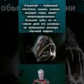 Ужасное существо с глубины океана #интересныефакты #новое #клыкозуб #глубины #океан #ужас #невероятн