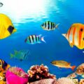 Aquarium 4K VIDEO (ULTRA HD) 🐠 Beautiful Coral Reef Fish - Relaxing Sleep Meditation Music