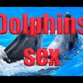 Dolphins sex #funnyanimals #дайвинг #scubadiving #dolphin #maldives #animals