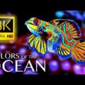 The Colors of the Ocean 8K ULTRA HD - The Best 8K Sea Animals for Relaxation & Calming Music