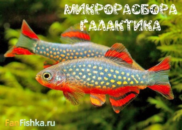 Самые маленькие аквариумные рыбки