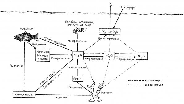 Азотный цикл в аквариуме брошюра для начинающих