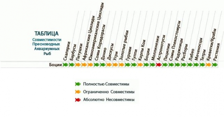 Совместимость аквариумных рыбок