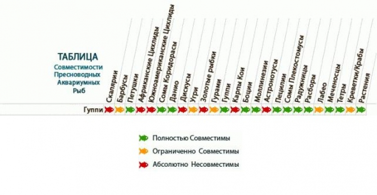 Совместимость аквариумных рыбок