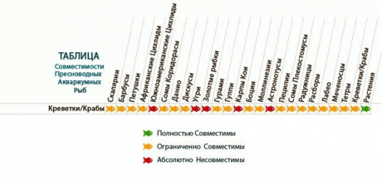 Совместимость аквариумных рыбок