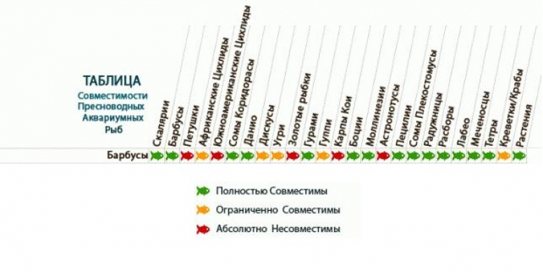 Совместимость аквариумных рыбок