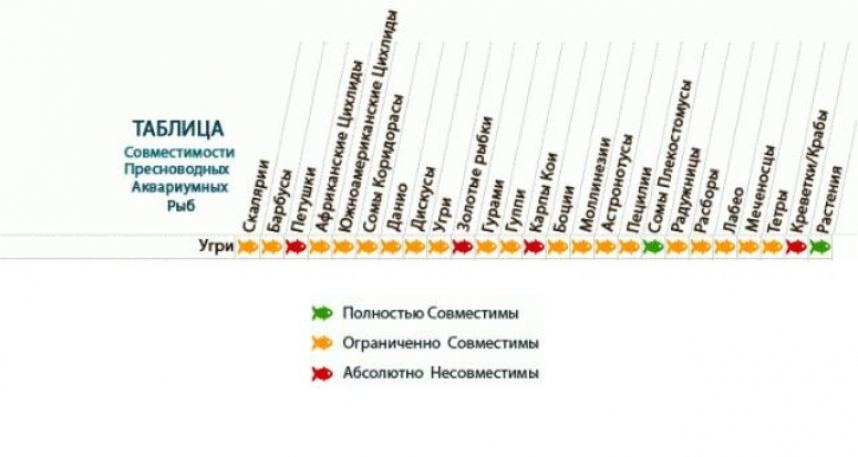 Совместимость аквариумных рыбок