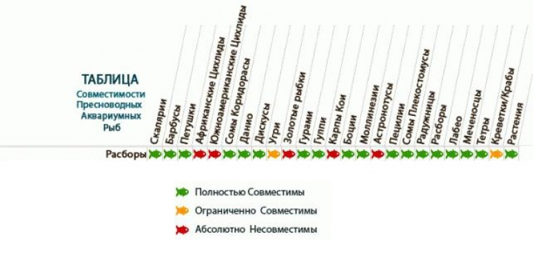 Совместимость аквариумных рыбок