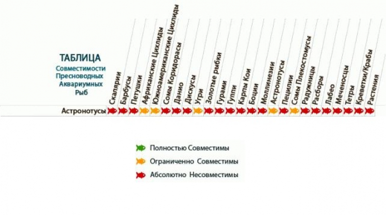 Совместимость аквариумных рыбок