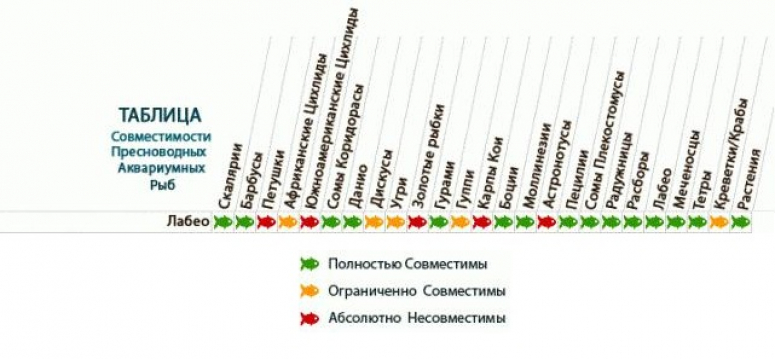 Совместимость аквариумных рыбок