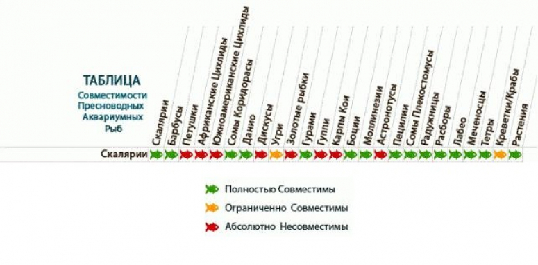 Совместимость аквариумных рыбок