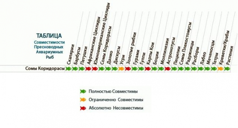 Совместимость аквариумных рыбок